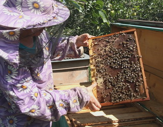 Для бджолярів створять Центр юридичної підтримки